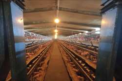 هشدار دامپزشکی طرقبه شاندیز به مرغداران در خصوص رخداد بیماری آنگارا در مزارع تخمگذار